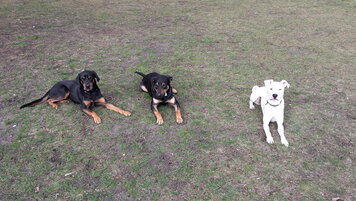 Buddy, Ben und Rocky der Zweite