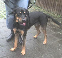 Buddy im Tierheim Hodenhagen